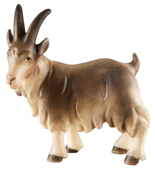 Ziege stehend Ziege stehend